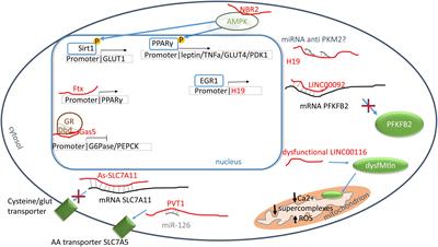 The Dark That Matters: Long Non-coding RNAs as Master Regulators of Cellular Metabolism in Non-communicable Diseases